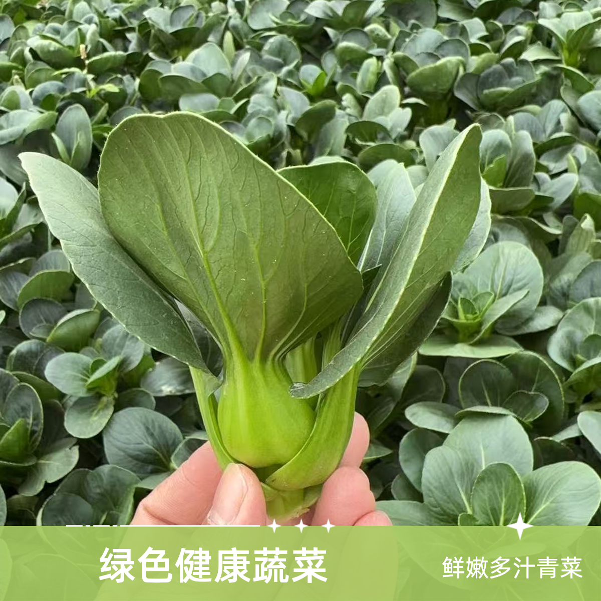 南汇露天矮脚小青菜矮脚青