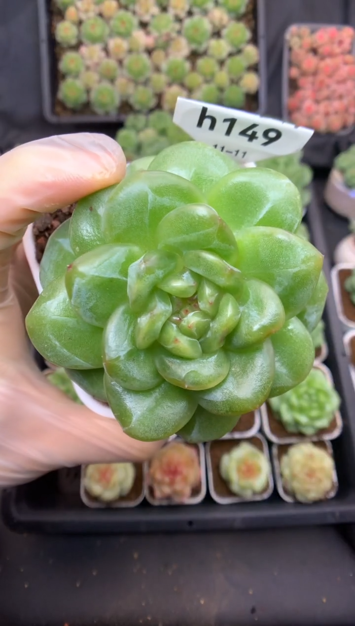 h149 遥遥母本石化7.5  245 脱土发可送土 0985姐姐的