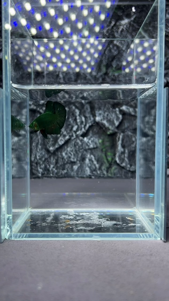 斗鱼竞拍链接A012