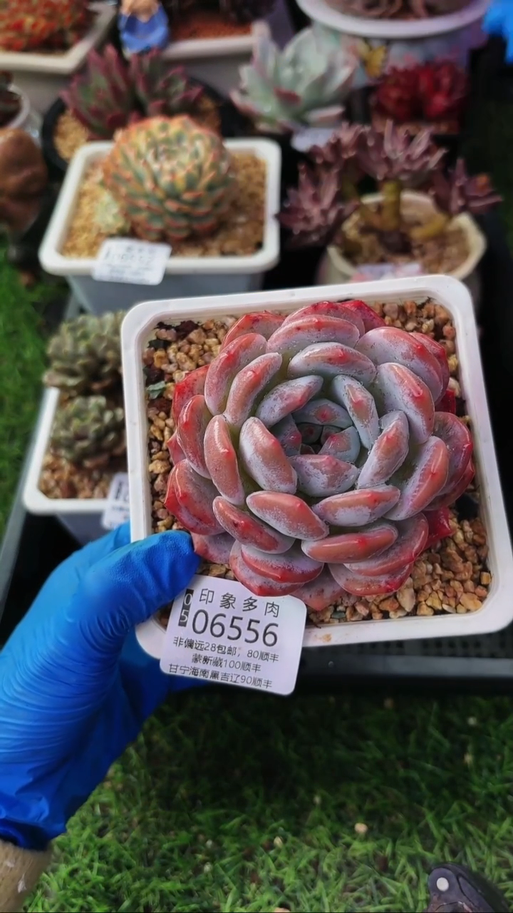 昆明印象多肉06556