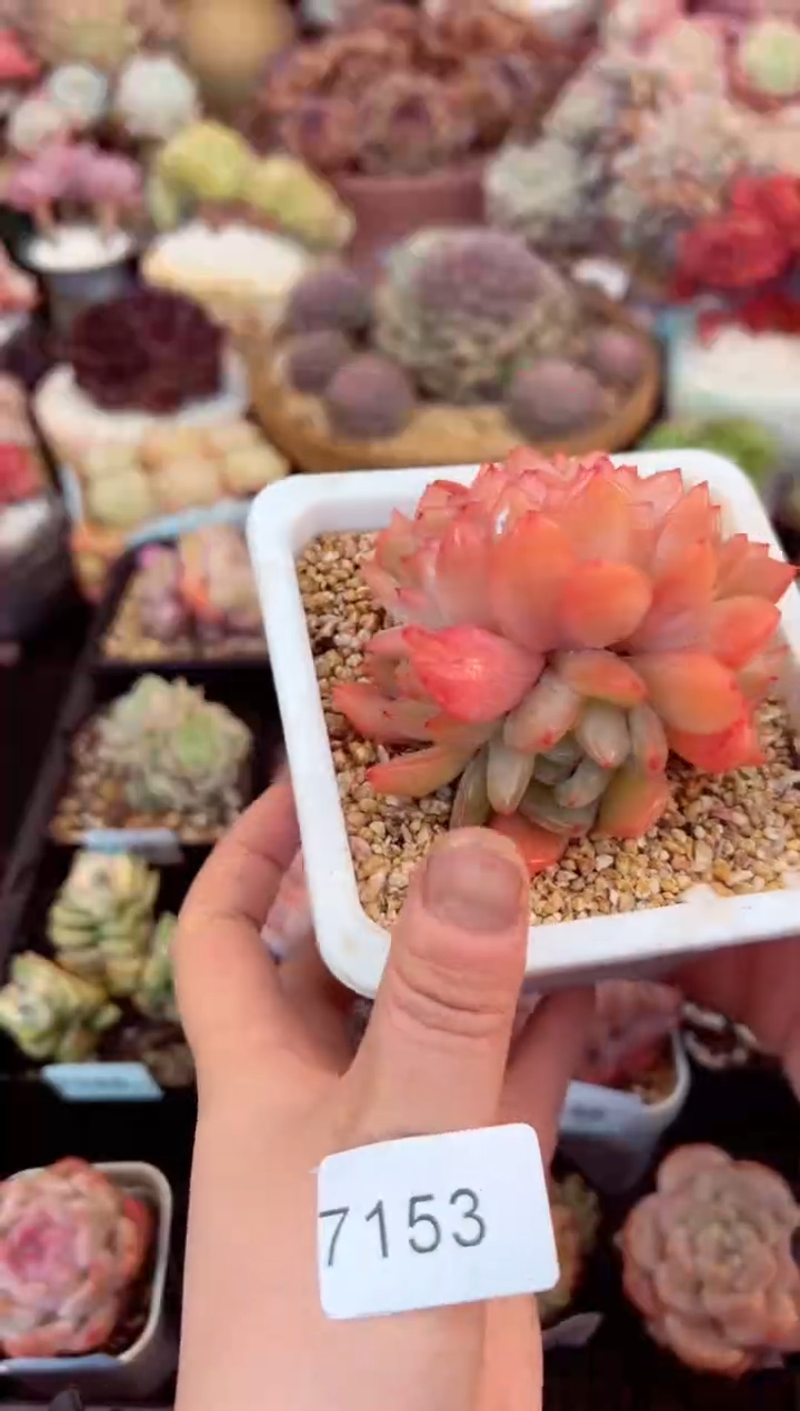 【闪购商品】7153全明星缀化多肉