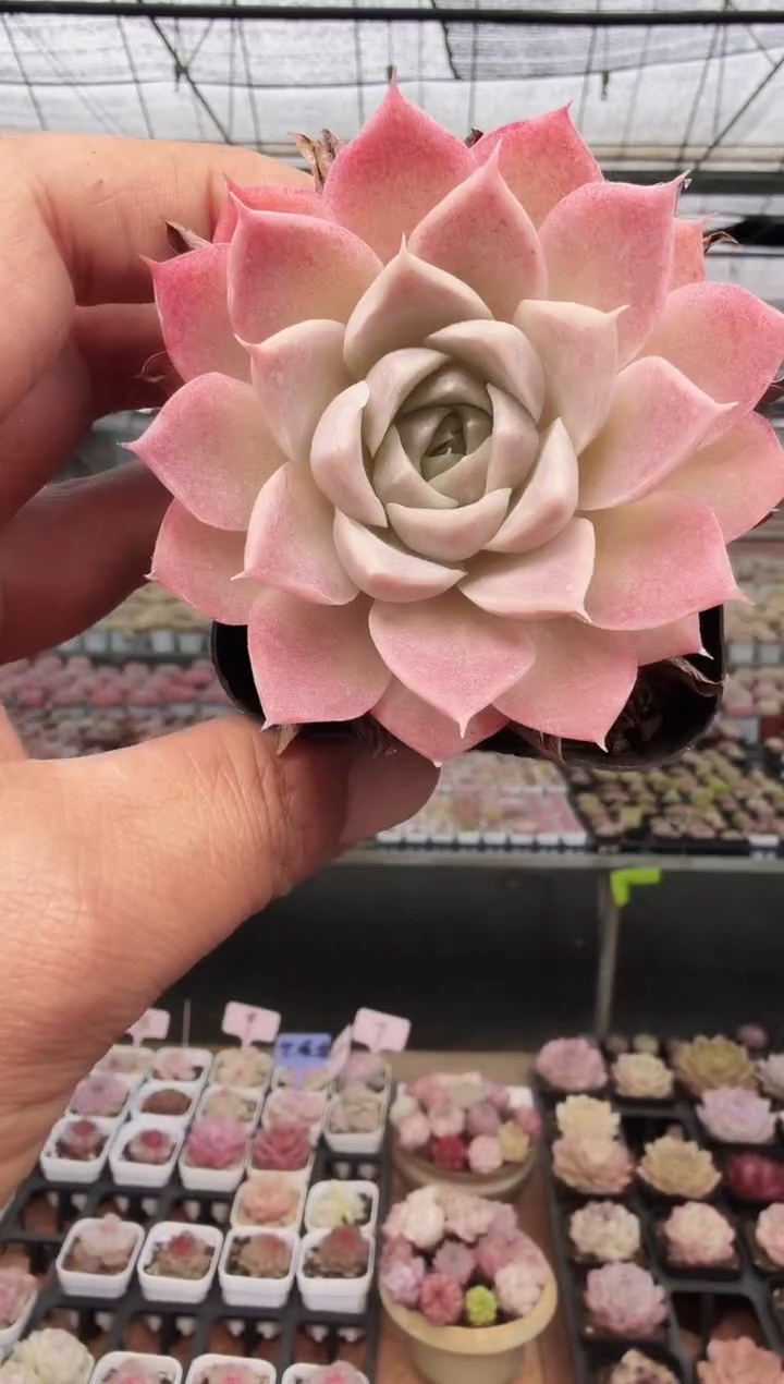 东云多肉园新款-254