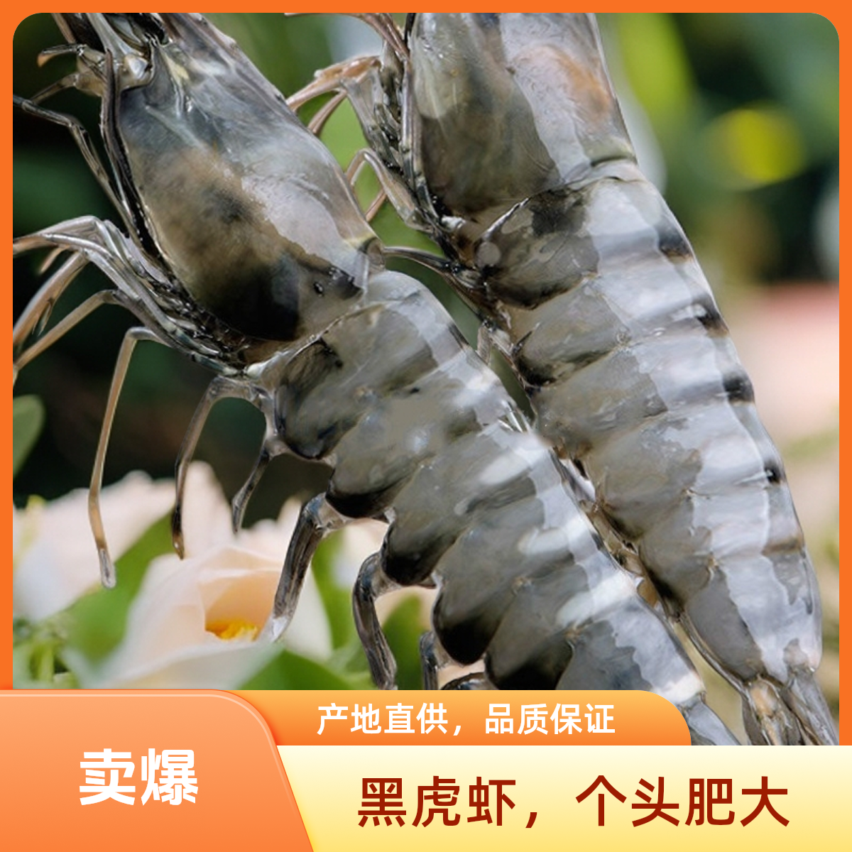 26/30规格新鲜速冻黑虎虾13/15只左右/斤无冰净重3斤/盒顺丰冷链