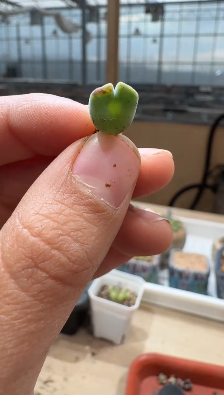 多肉植物肉锥2-302