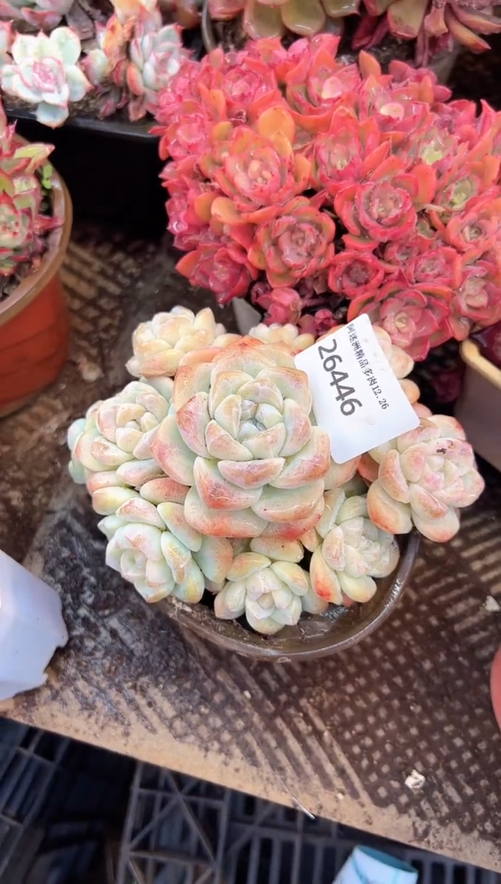 花***宿多肉植物一物一拍26446