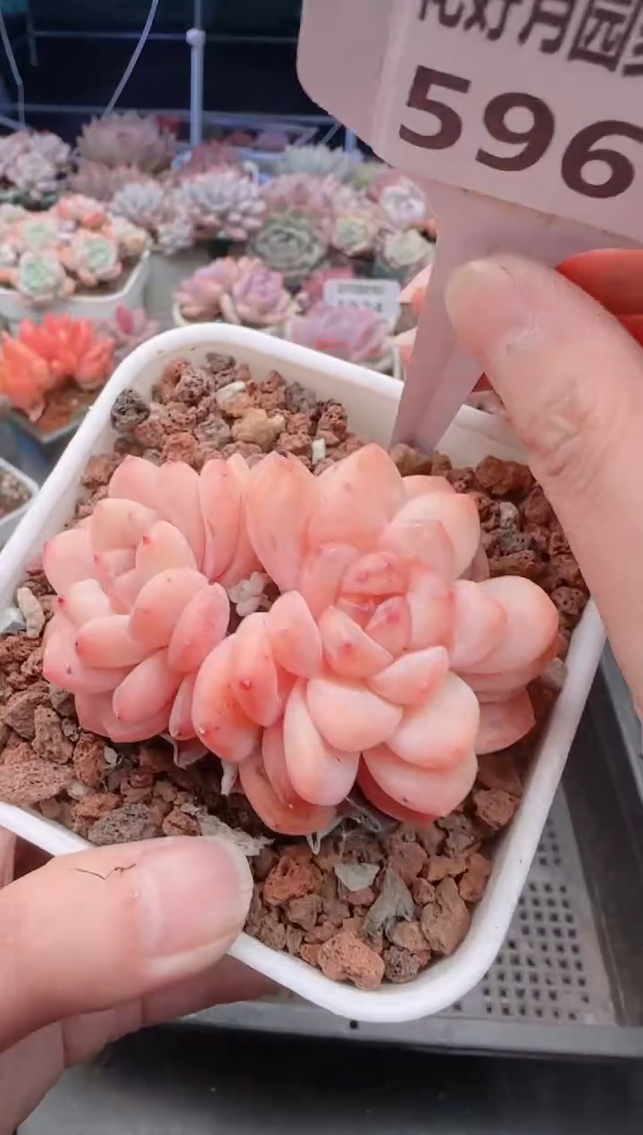 【闪购商品】5960.