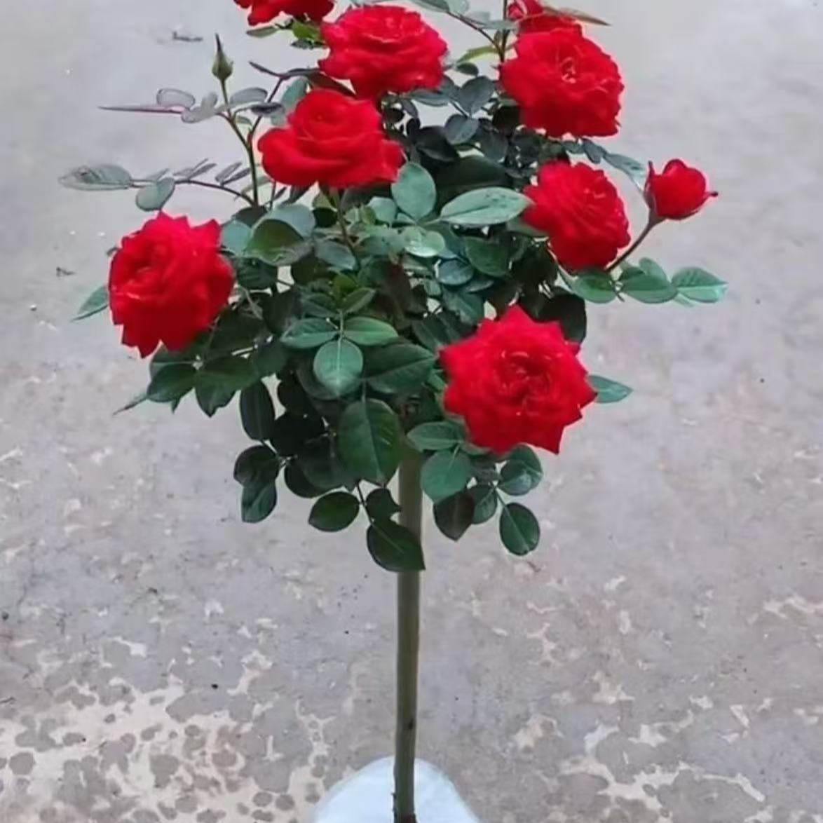 【红宝石高80-90】月季花苗开花绿植四季植物需要缓苗 介意慎拍