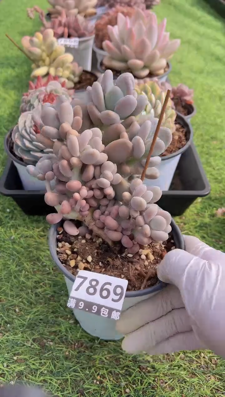 【闪购商品】信福多肉一物一拍