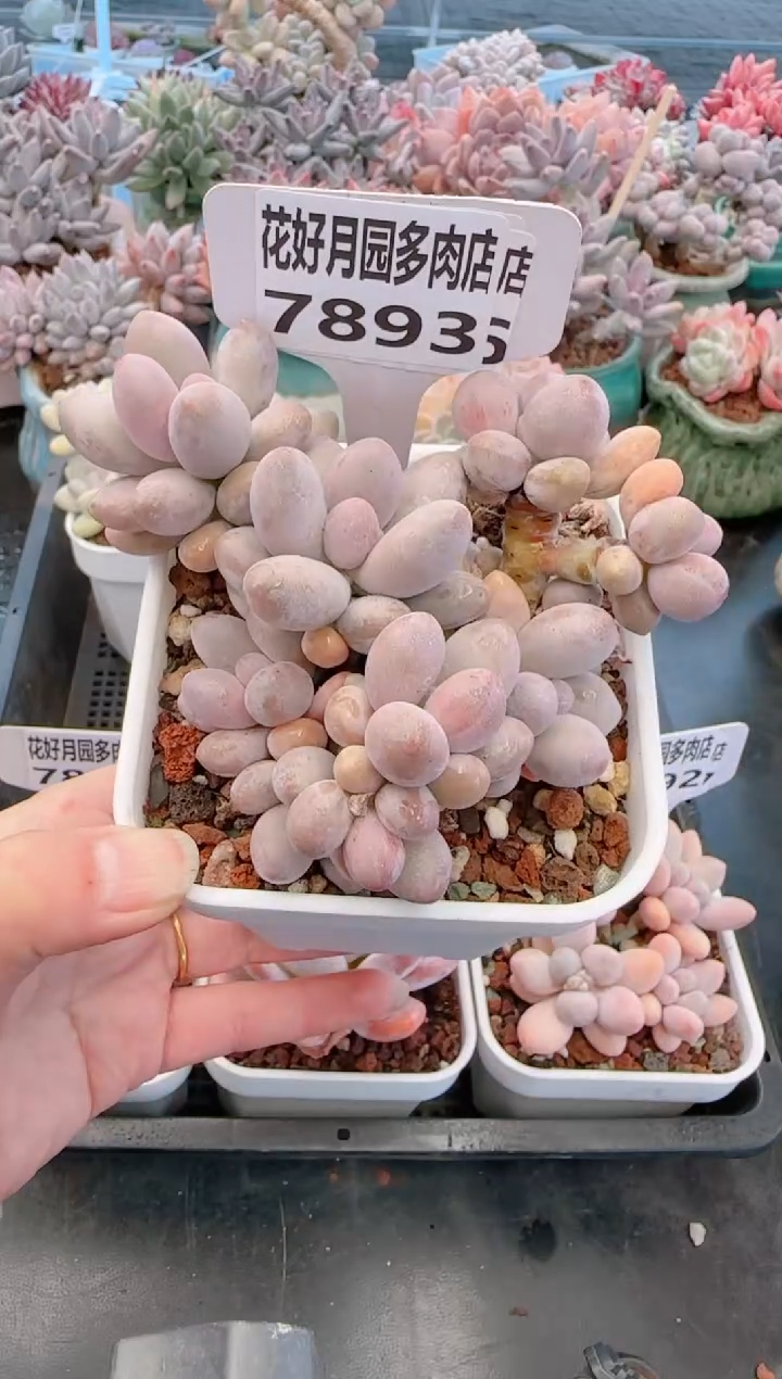 【闪购商品】7893粉丝恋人