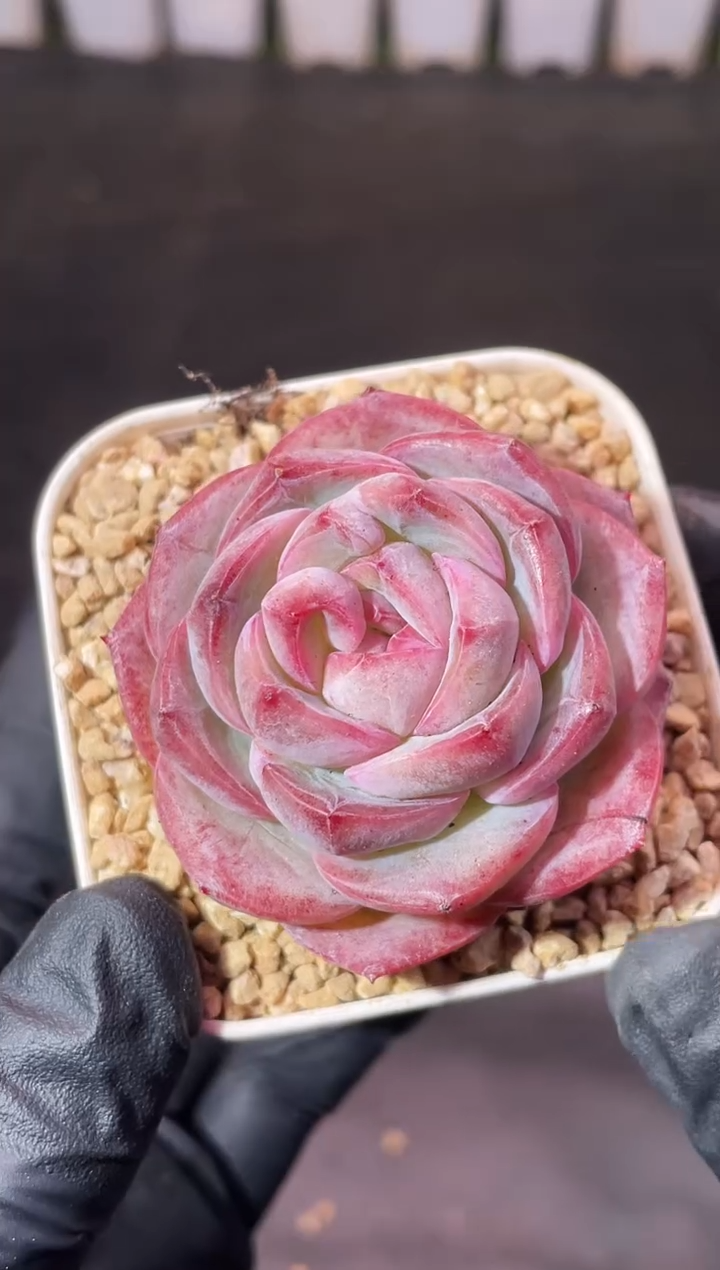 7-18 阿修罗3-4厘米 量拍发一颗