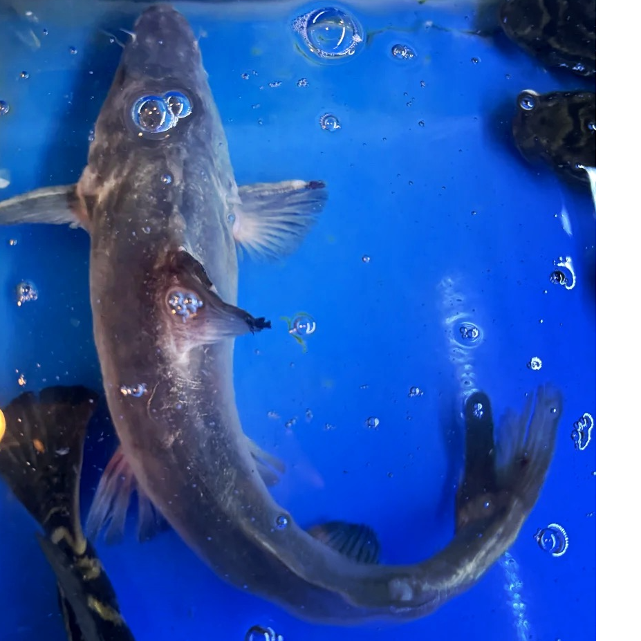 湖北荆州  本地肥鱼