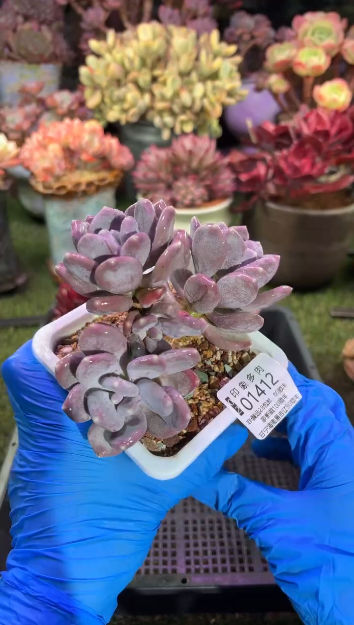 【闪购商品】01412