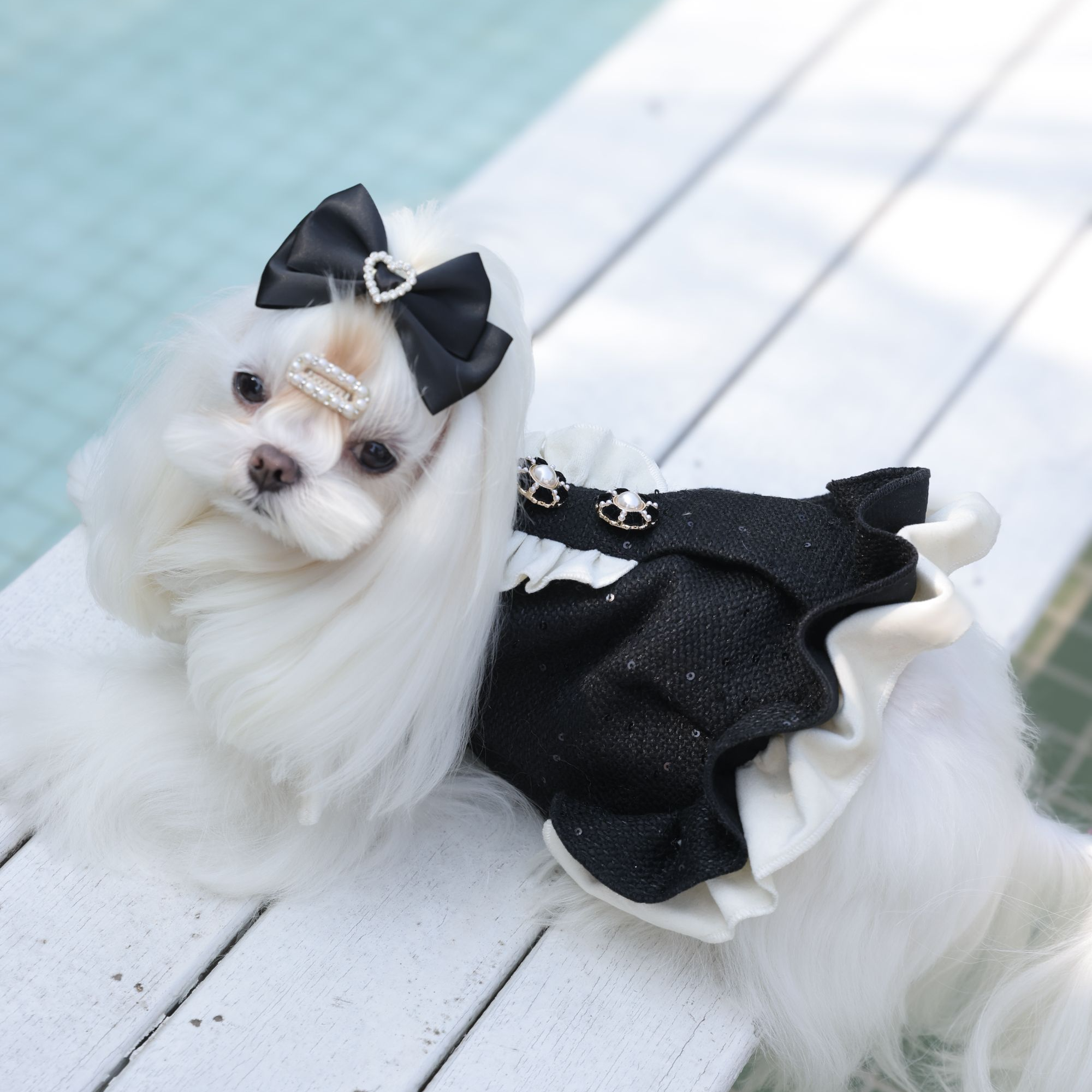 冬季加绒款狗狗公主裙精致优雅风轻奢狗狗服饰小型犬