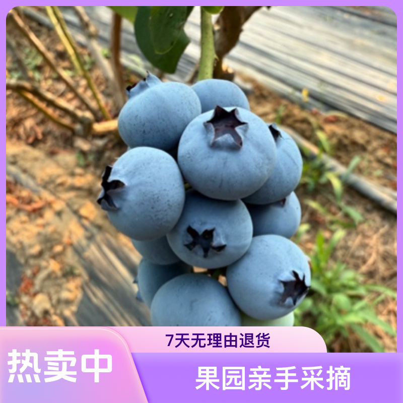 辽宁庄河蓝莓 12mm-22mm500克/箱 现摘现发 顺丰包邮辽宁省