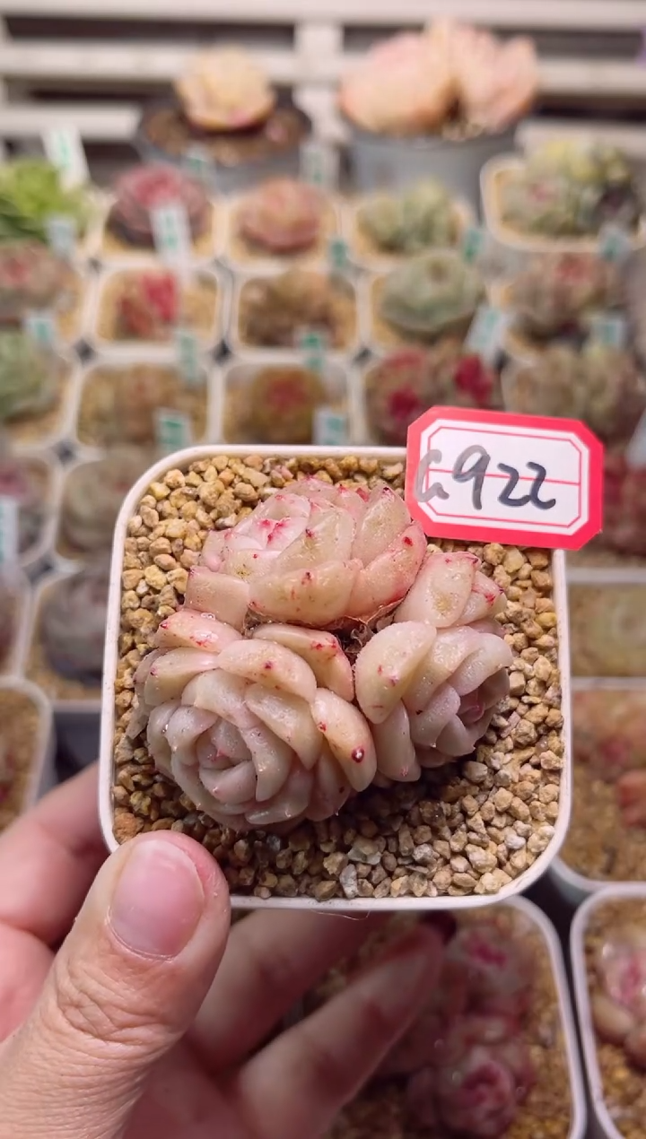 【闪购商品】G922孤品珍妮一物一拍