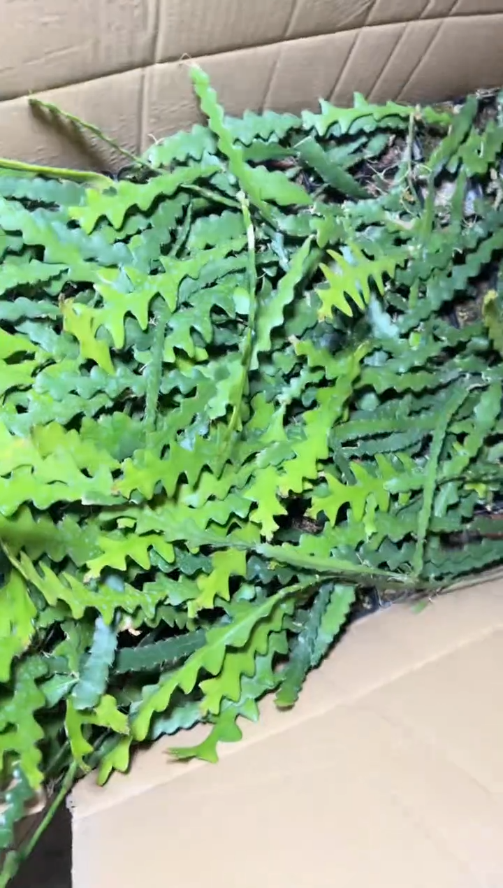 4颗 鱼骨令箭【带根】