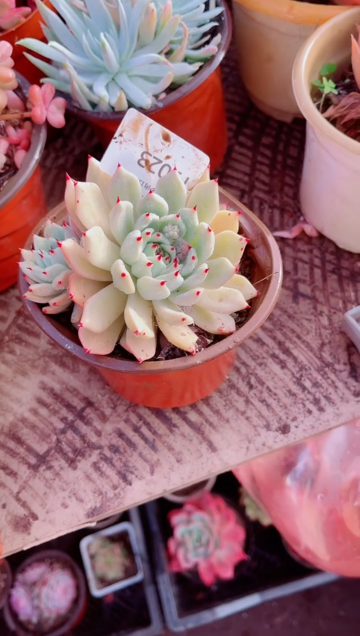 女*跃跃精品多肉19023