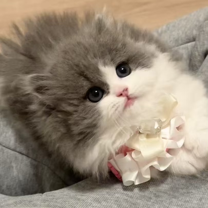 【小阳猫舍1】米努特曼基康拿破仑三花金渐层蓝金渐层乳白蓝白缅因猫崽