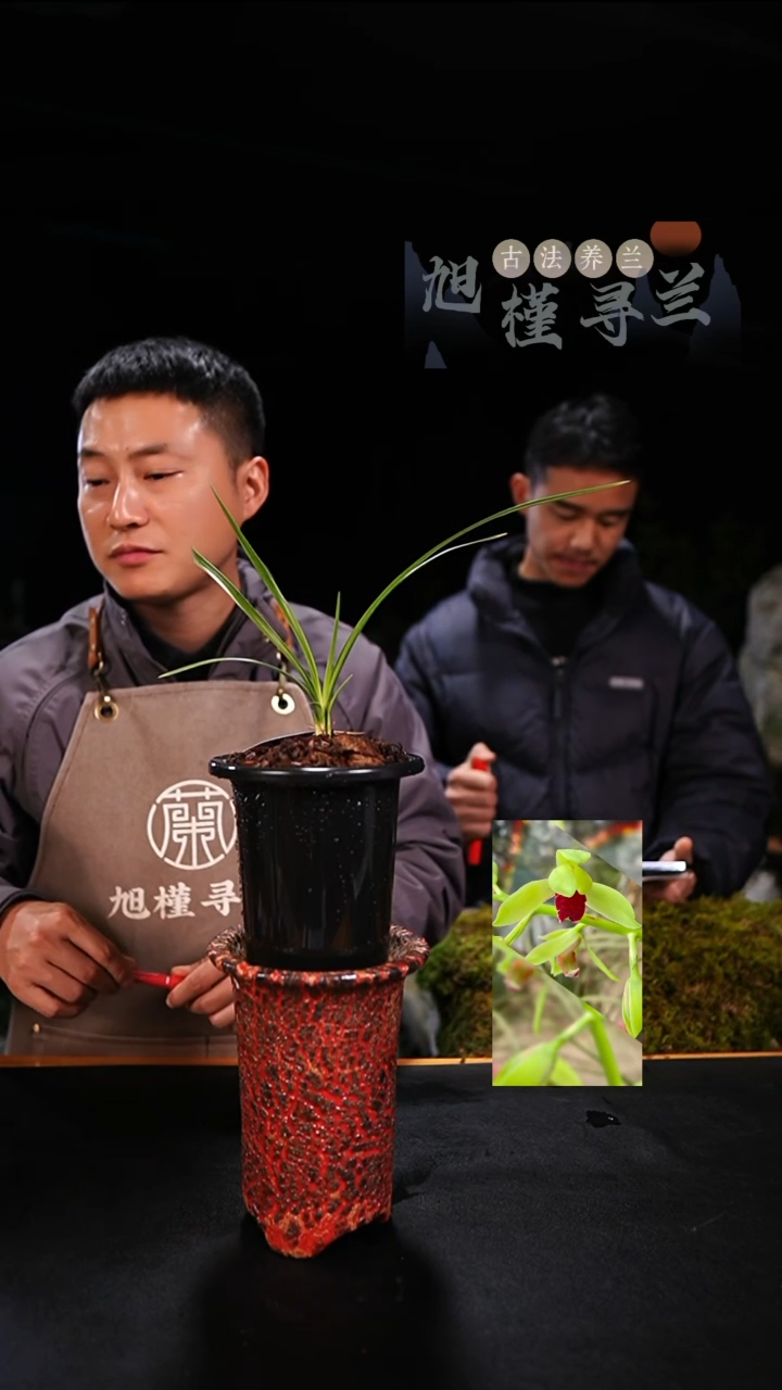 当前无花栽培后可以开花落**根蕙兰洛阳红素（龙头苗带芽）