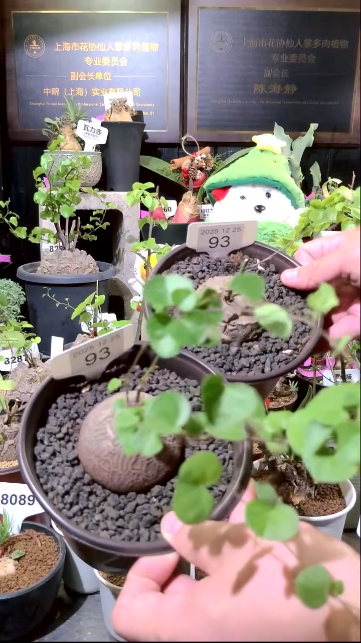 93号1225福利南非龟甲龙买一送一