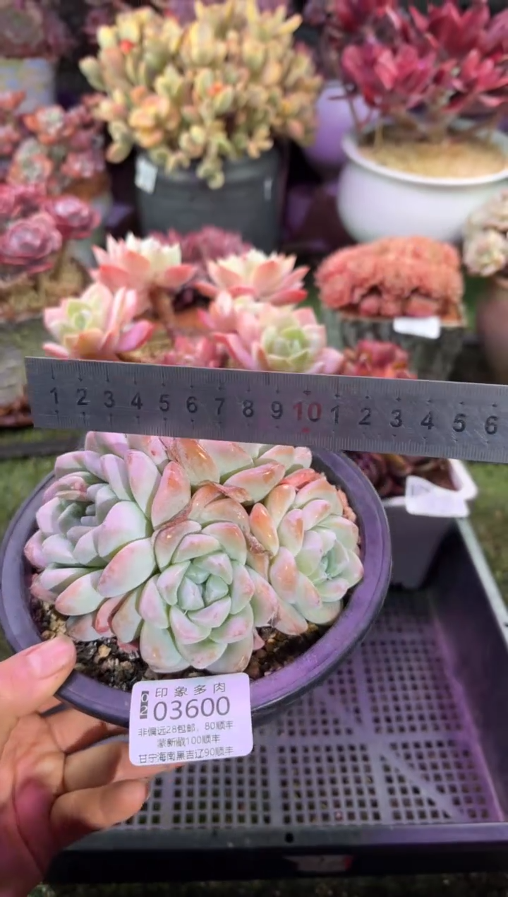 【闪购商品】03600