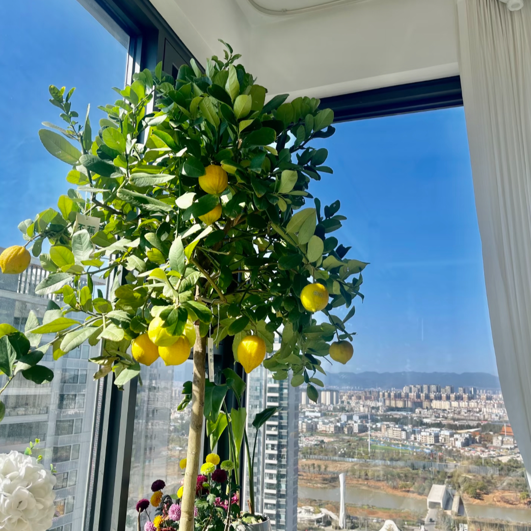 lubao/绿豹香水柠檬果树树苗盆栽带盆带土庭院花园种植清香水果