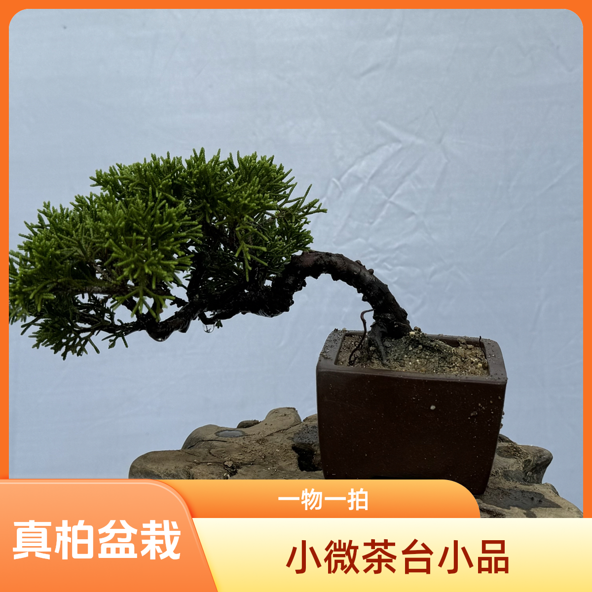 徽州真柏素材盆栽一物一拍随机发货