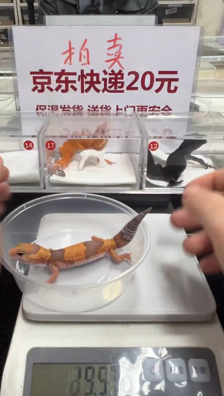 豹纹守宫111111111