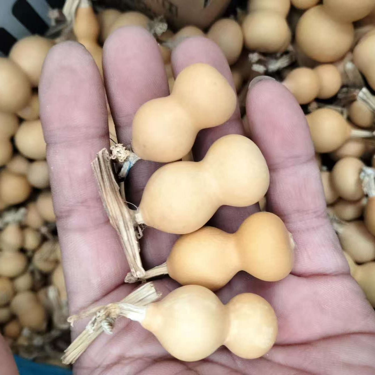 天然手捻  小草礼金3至4.5公分 25.9米【不包龙头】