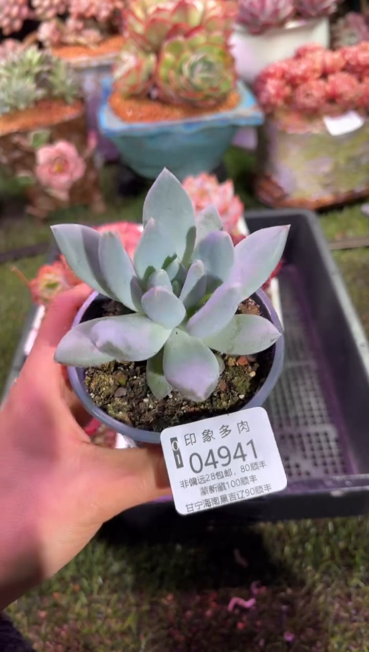 【闪购商品】04941