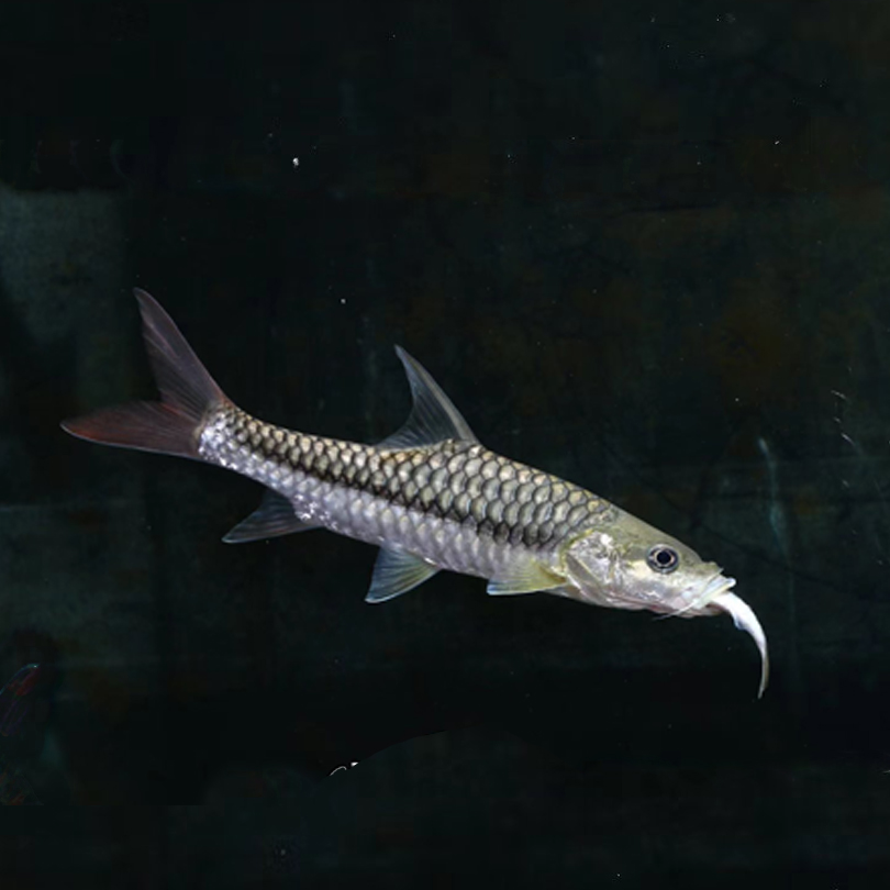 缅甸盈冮小苗3一6厘米一条＋清水河保山3一6厘米一条