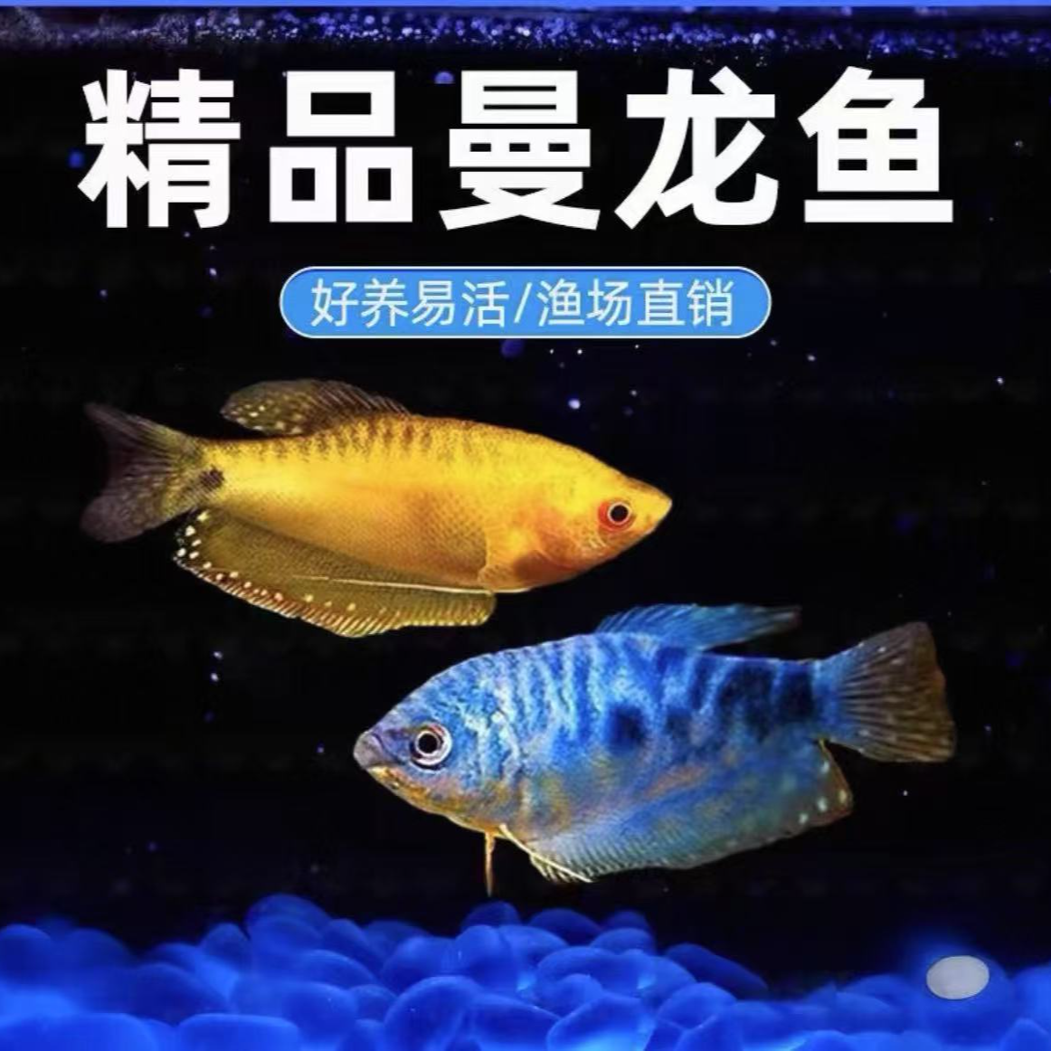 五彩曼龙鱼热带淡水观赏鱼好养耐活无需打氧新人首先