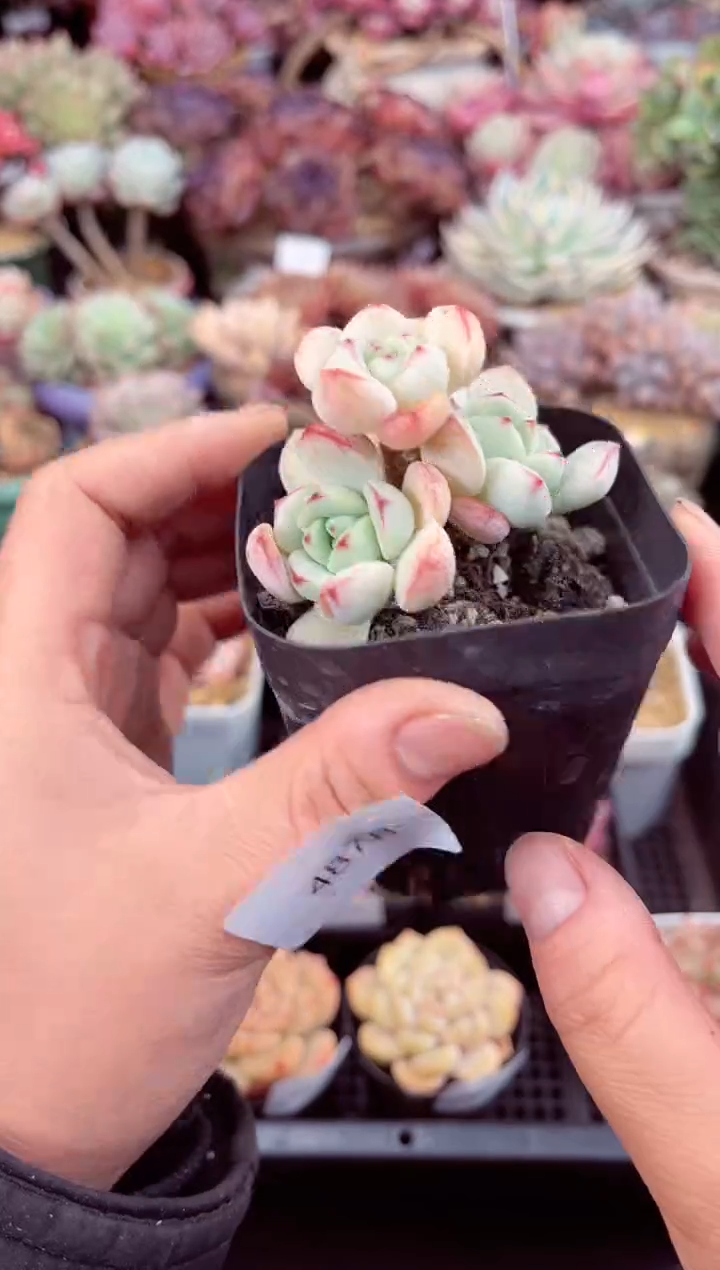 【闪购商品】4878三头香草多肉