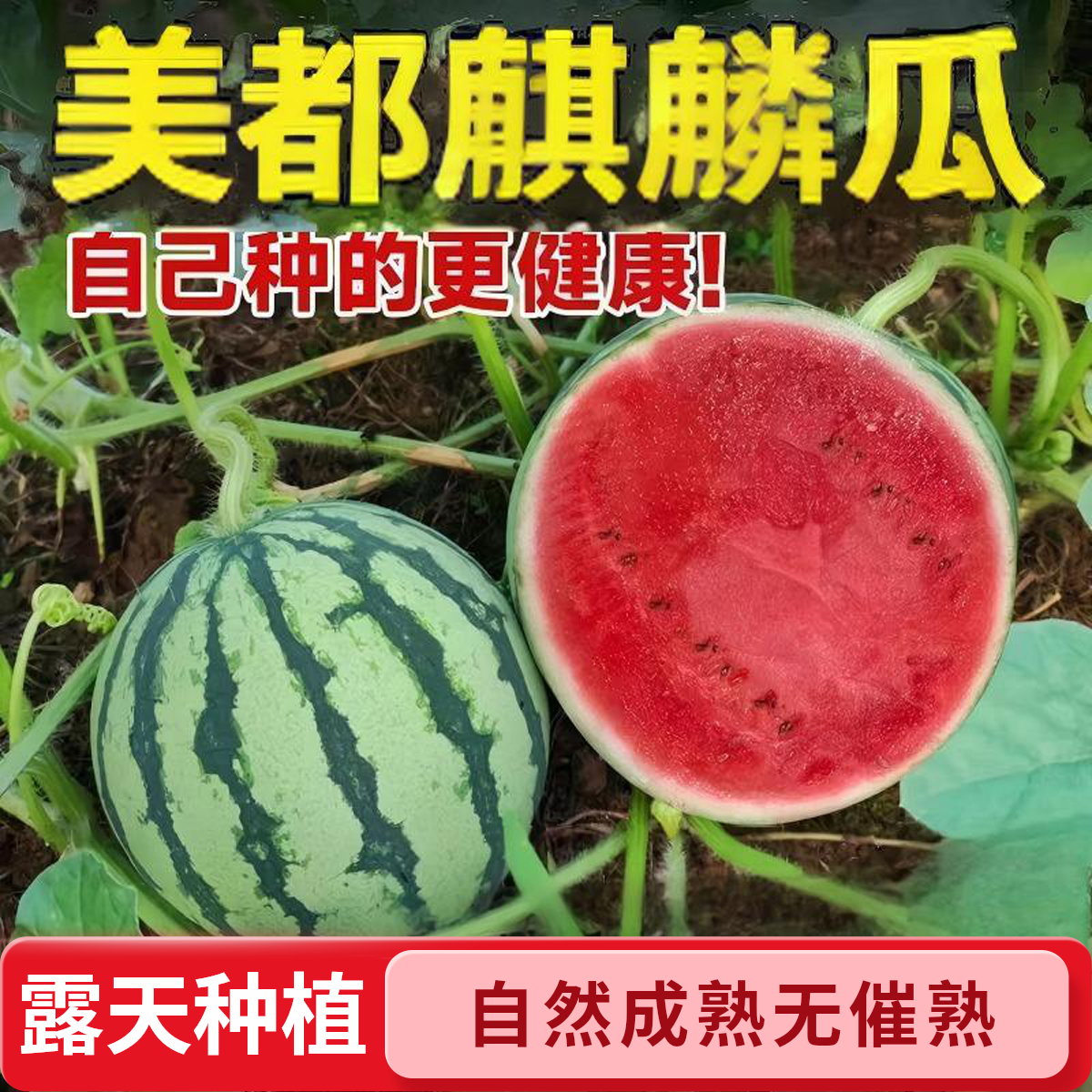 【顺丰包邮】美都麒麟瓜露天种植西瓜自然生长脆甜多汁应季直发