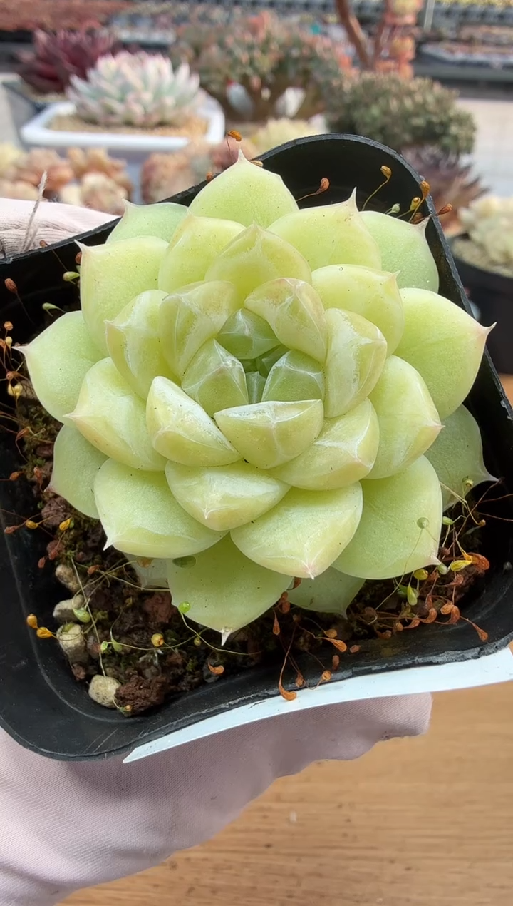 东云多肉园二店-228