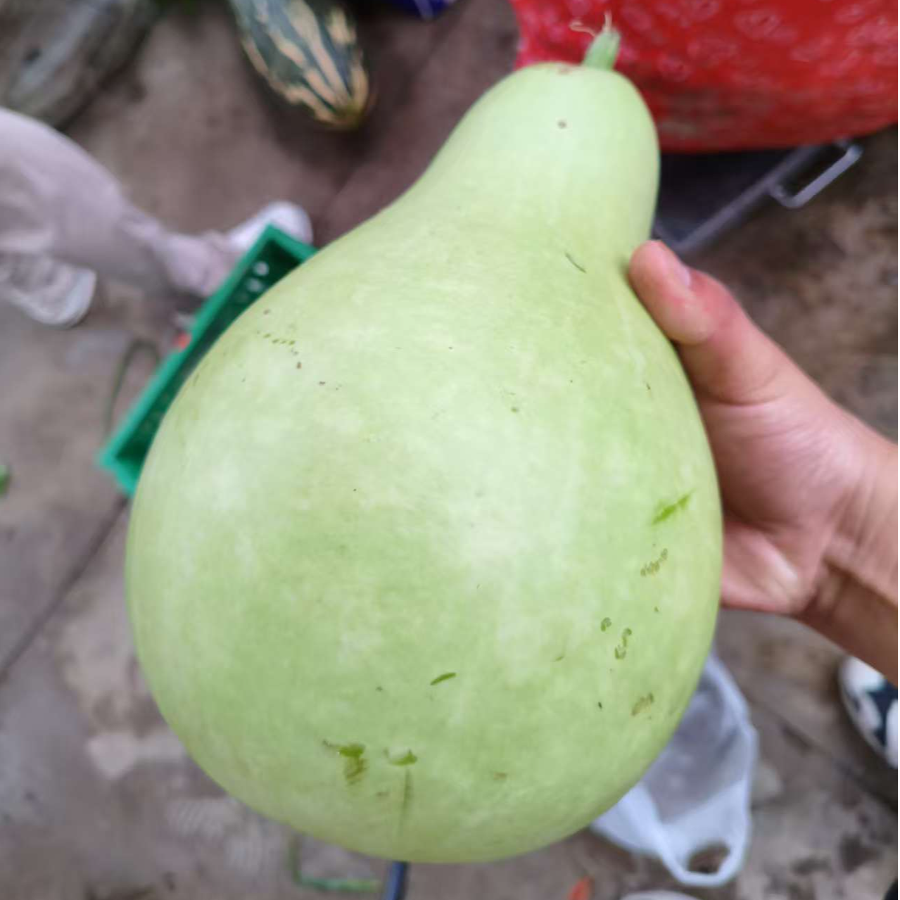 （书记助农）农家葫芦