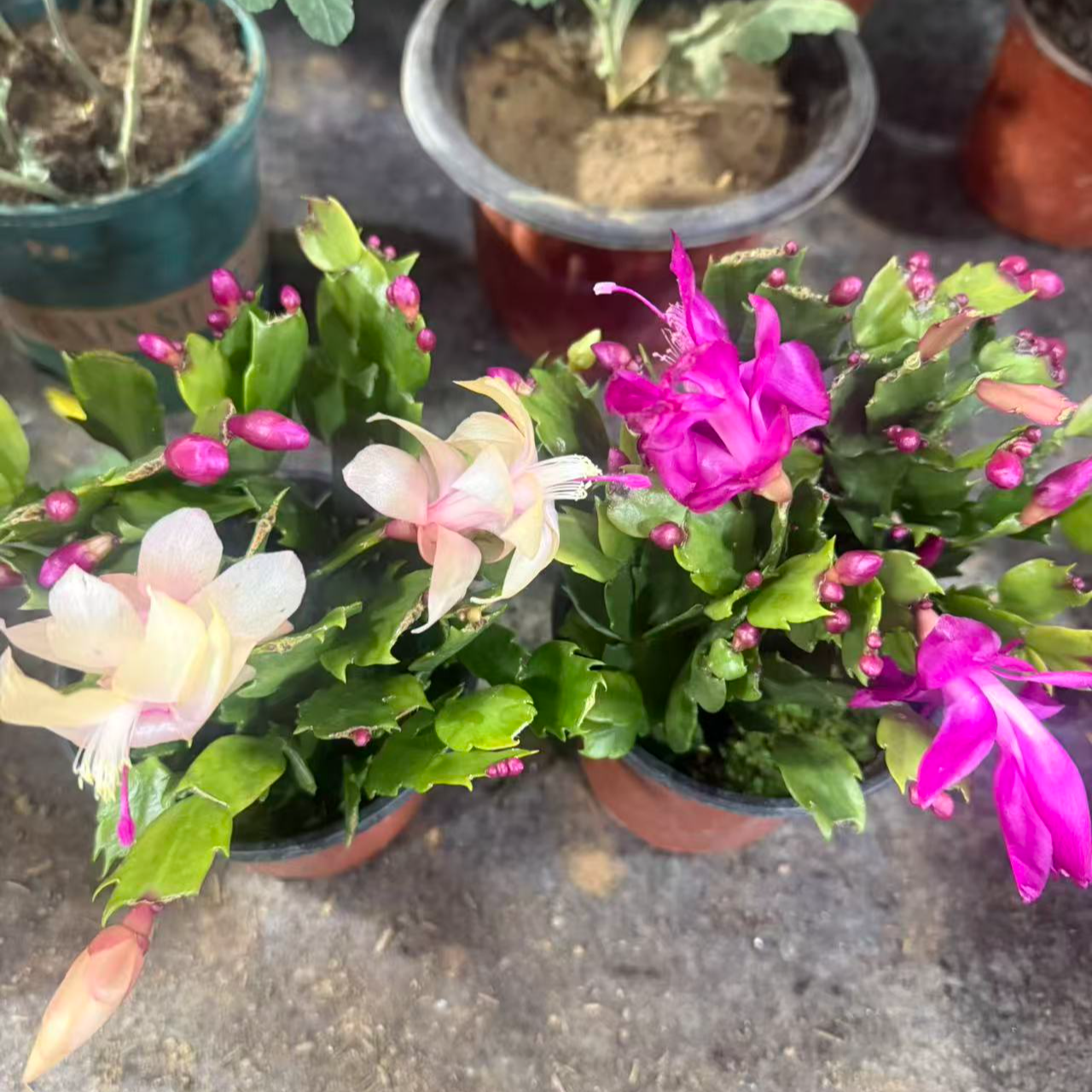 带花苞多色蟹爪兰花盆栽室内阳台四季开花好养花卉