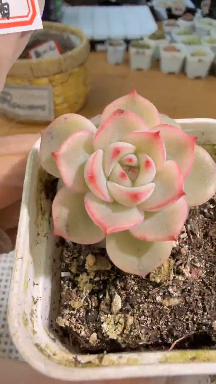 玉笛 五方一盆 单双混 量拍混发