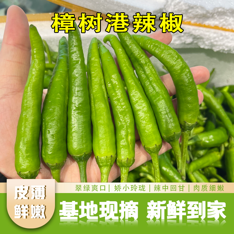 【正宗樟树港原种辣椒】kg精选湖南特产美味软香辣椒樟树港原产地直发辣椒同城送