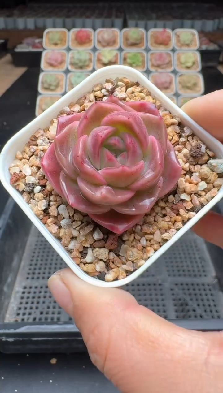 【闪购商品】491D物拍多肉带盆土6.5杯拍3颗包柚