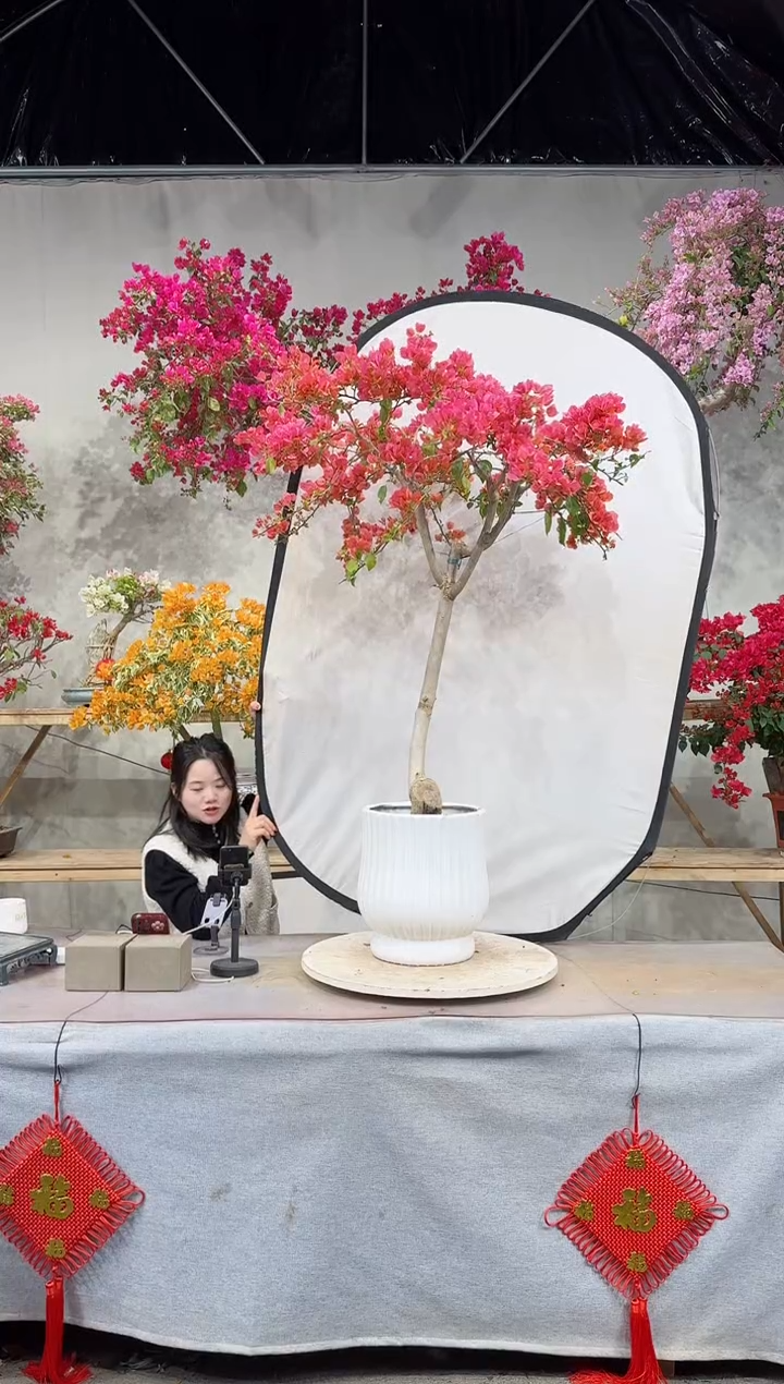 【闪购商品】盆景月光橙