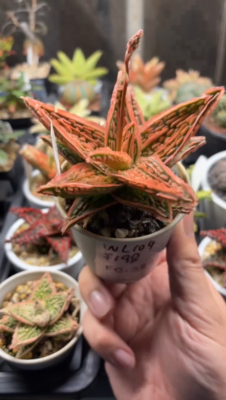 园艺芦荟wl104FC-3237