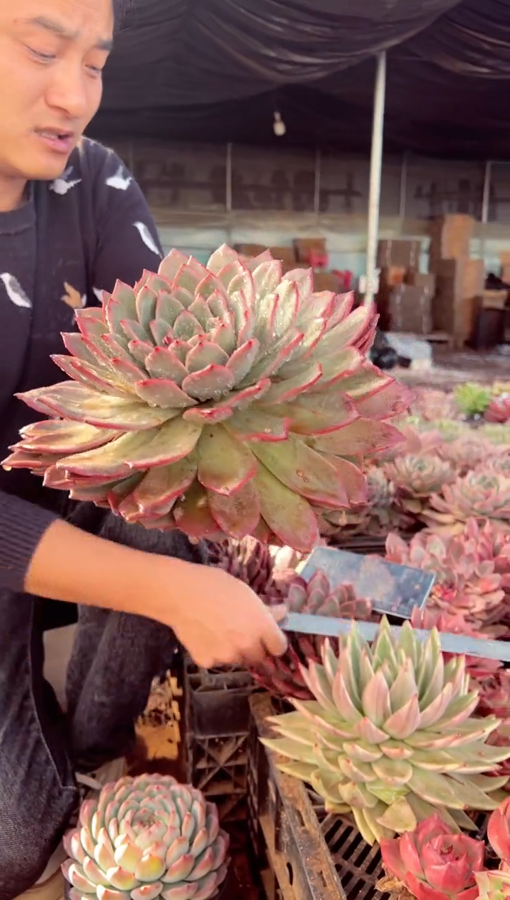 韩版麦当娜超大大