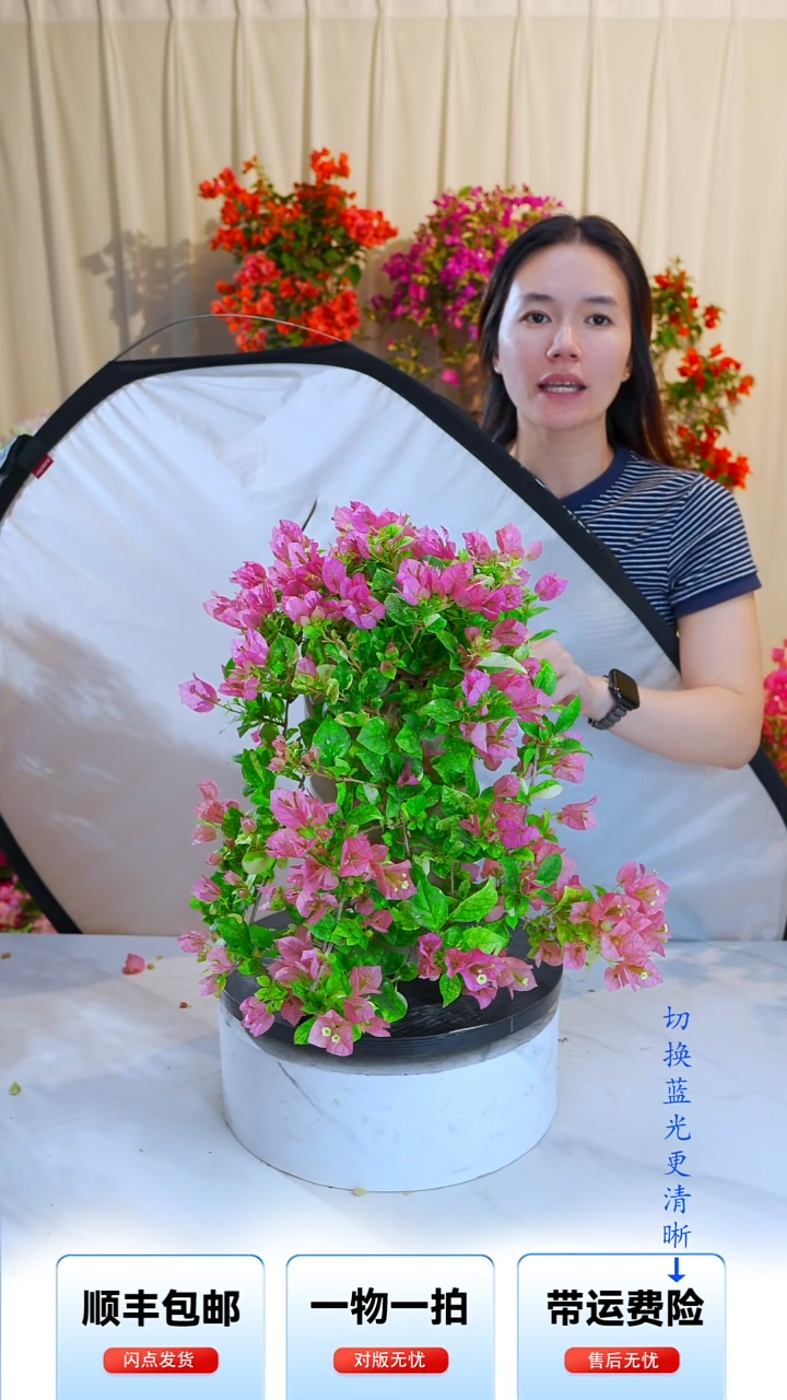 大部分开放少量花苞斑叶米罗