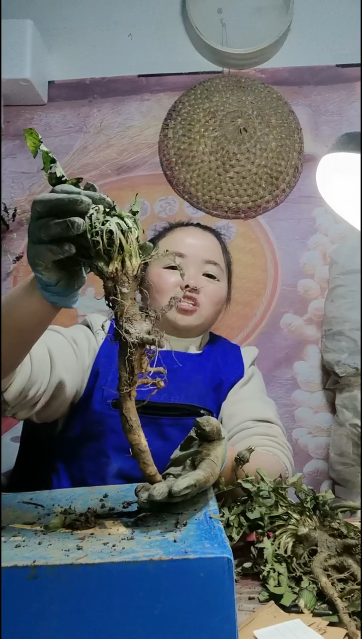 少量花朵（建议范围：2朵-5朵 或40%以下）爱****儿蒲公英