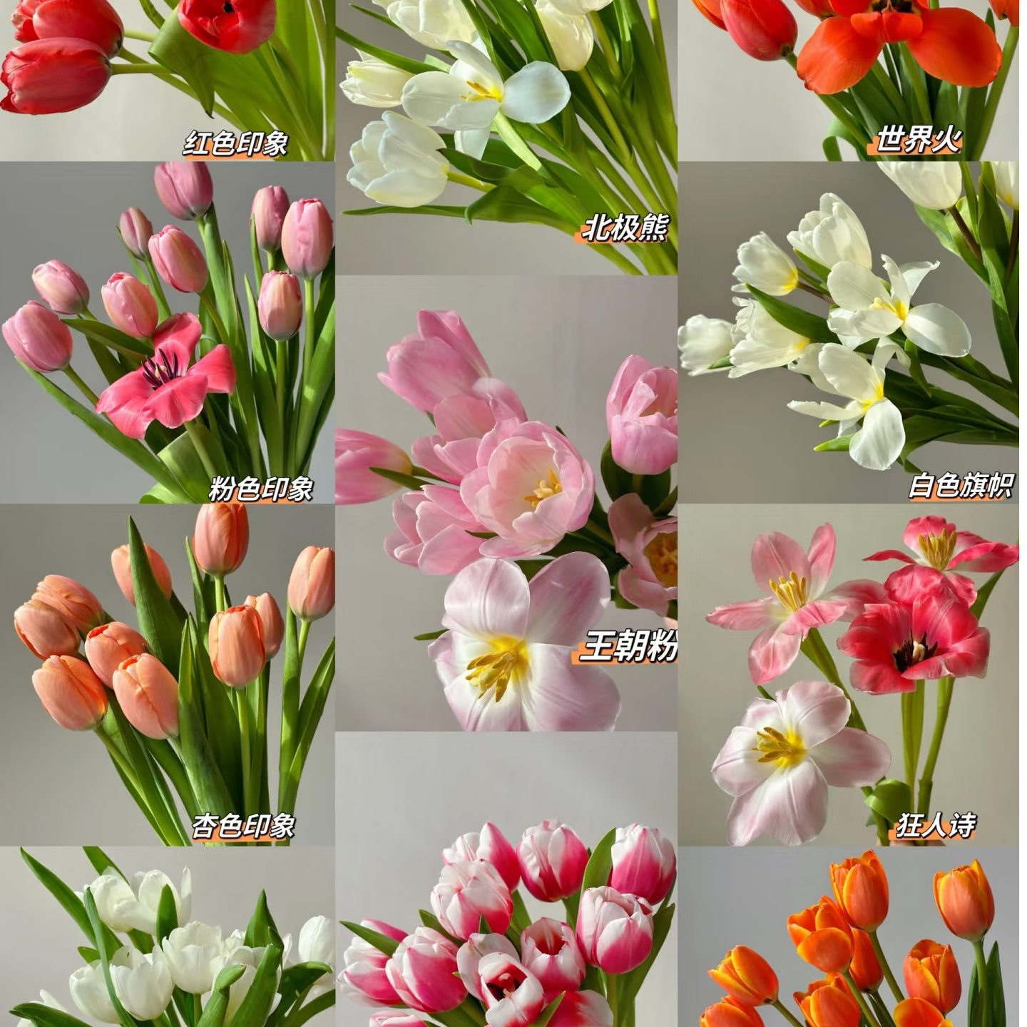 【一单不售后|郁金香】稀缺小众高端花材 鲜切花