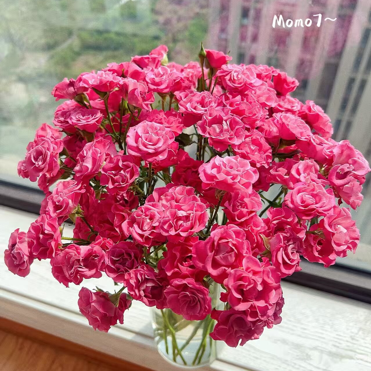 星河湾多头玫瑰   相同地址任意两单送配草一束