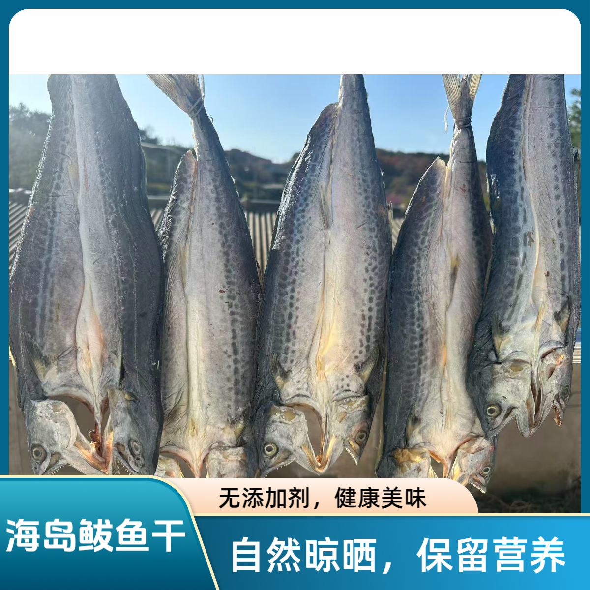 大连长海县自家晒鲅鱼干