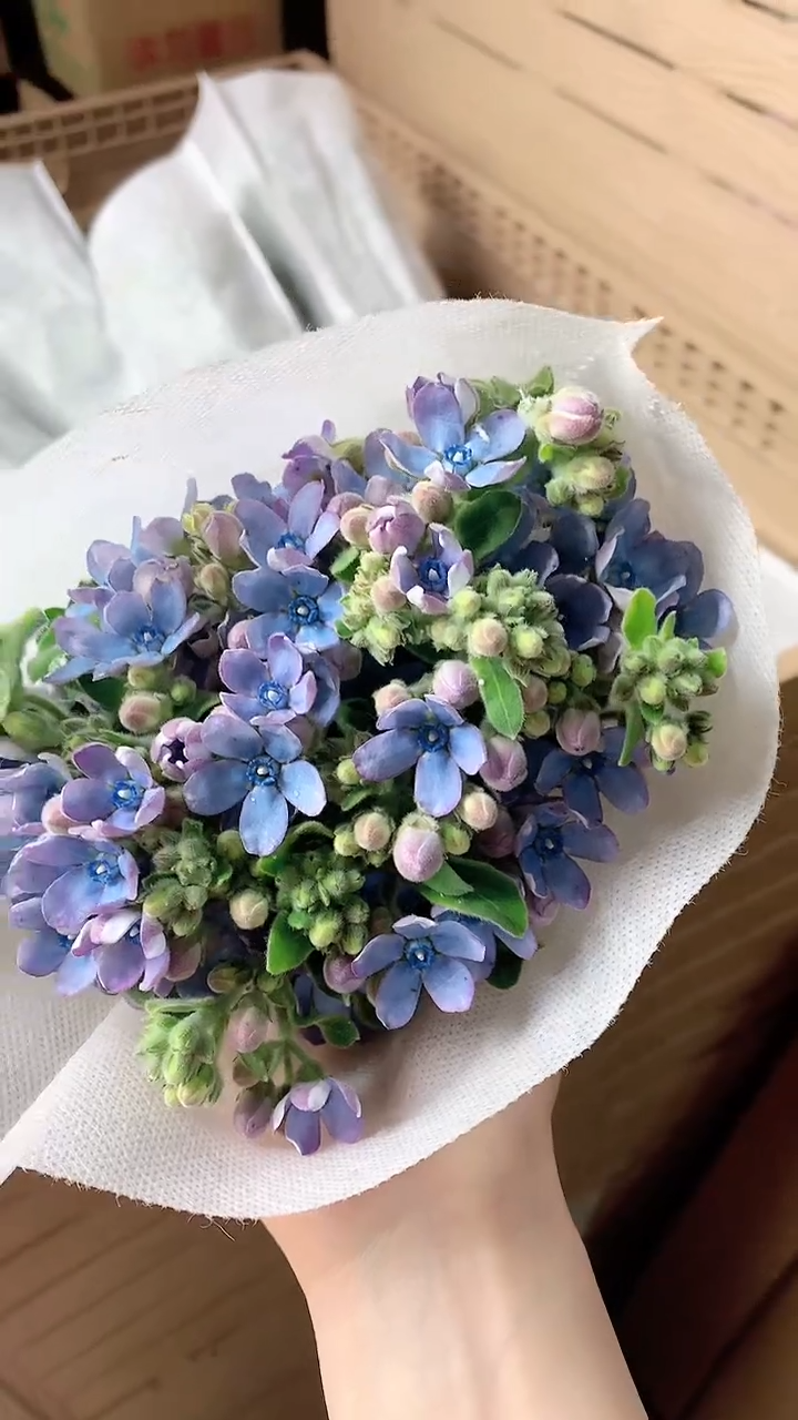 蓝心花1把20%耗损