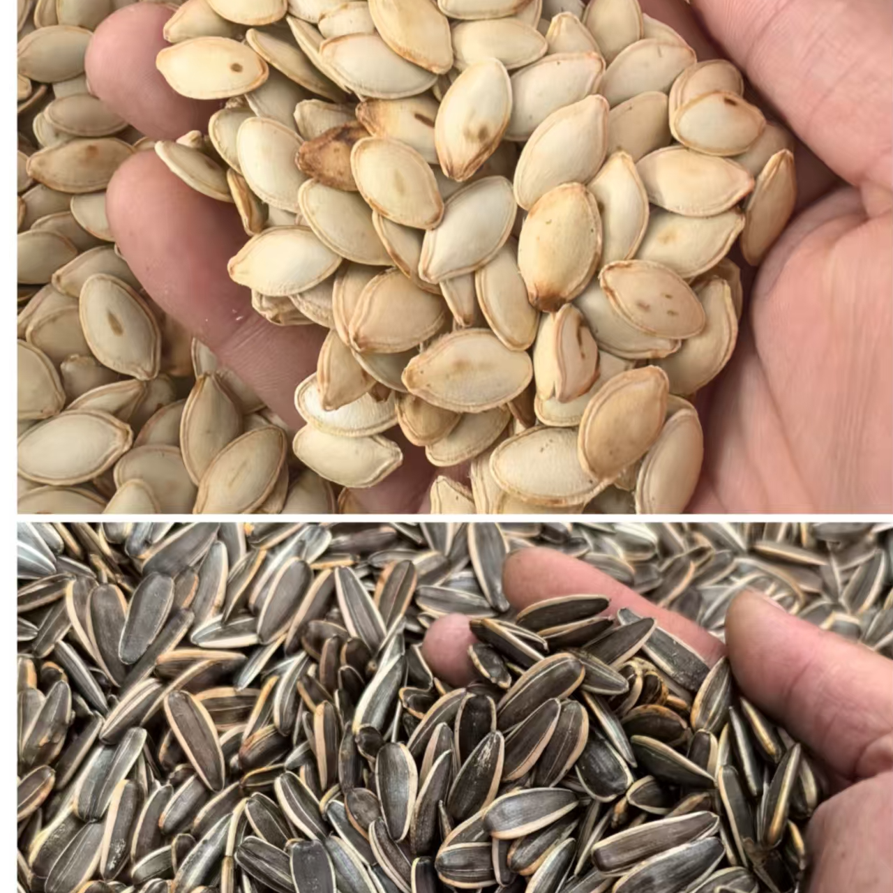 南瓜子葵花籽组合